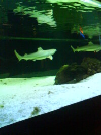 photo 495013