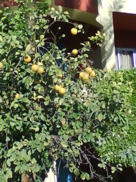 photo 495201