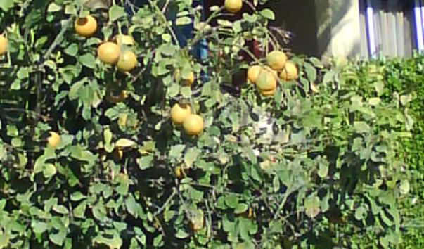 DSC00676