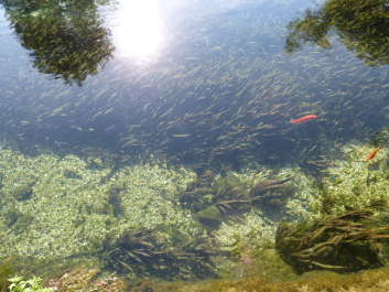 photo 586132