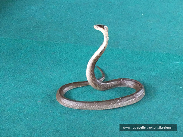 photo 1433742