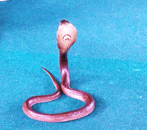 photo 1433743