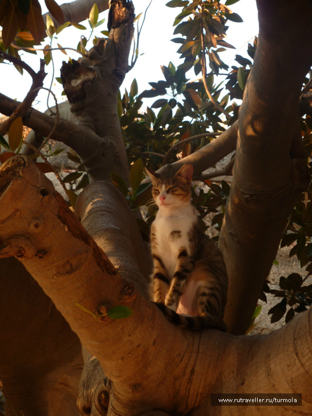photo 94837
