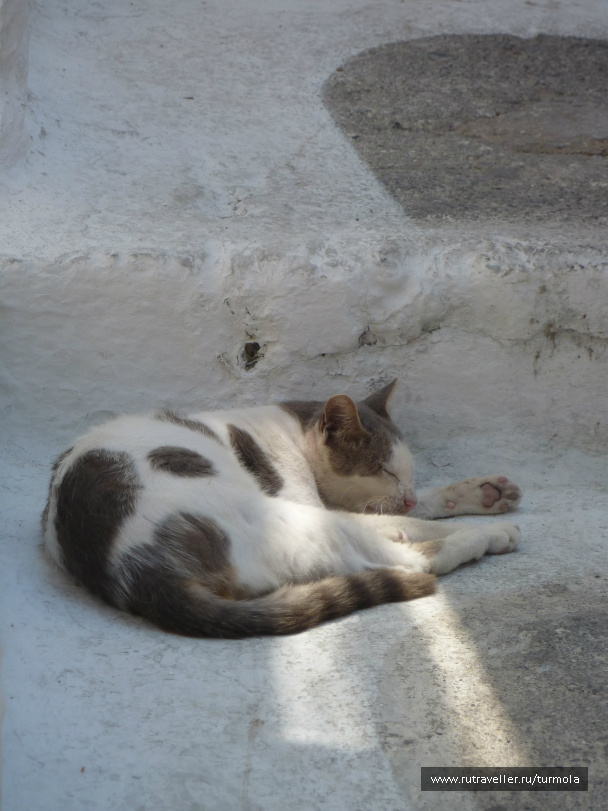 photo 94842