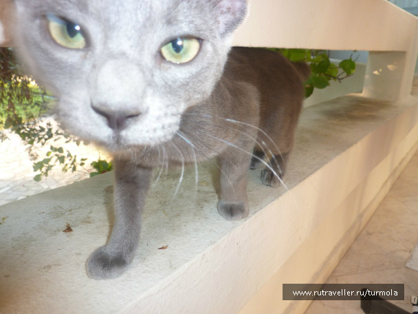 photo 94848