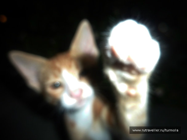 photo 94850