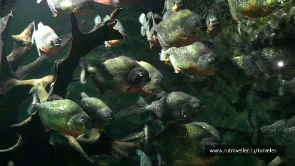 photo 637393