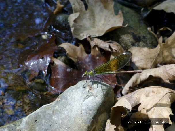 photo 267141