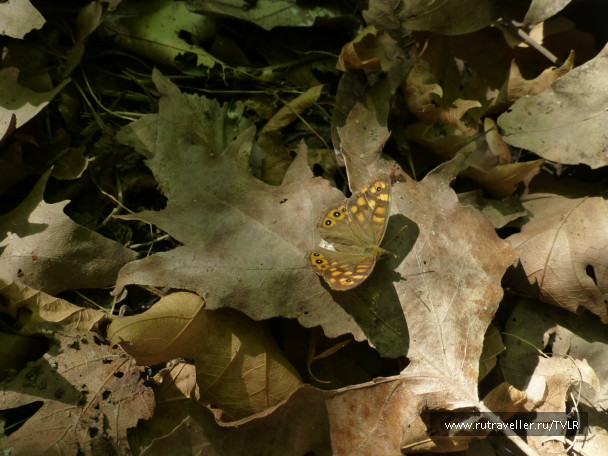 photo 489482