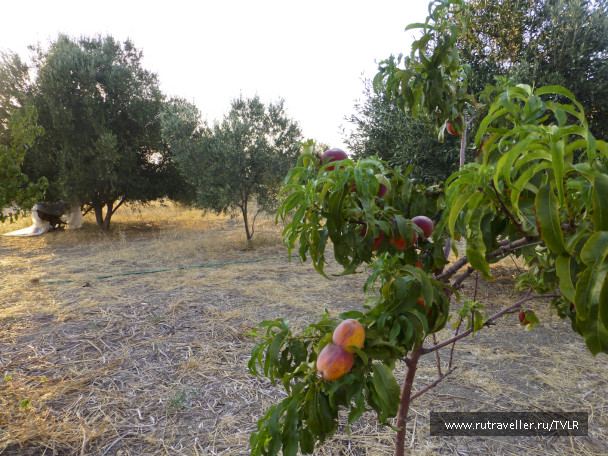 photo 222336
