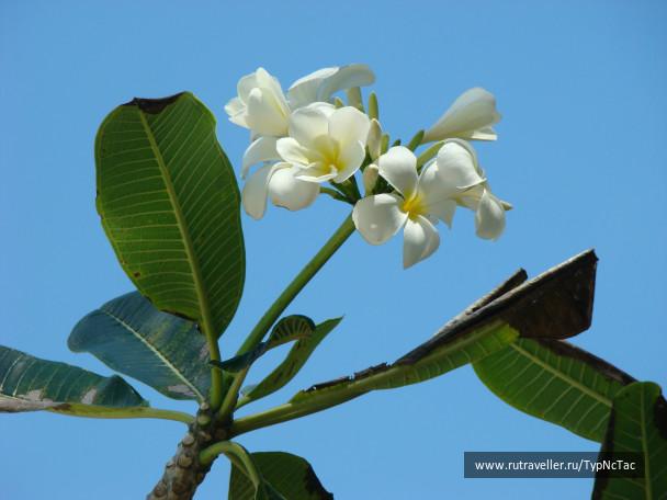 photo 48228