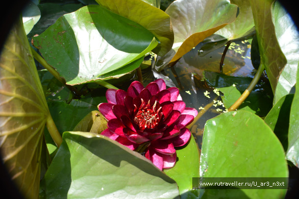photo 1421774