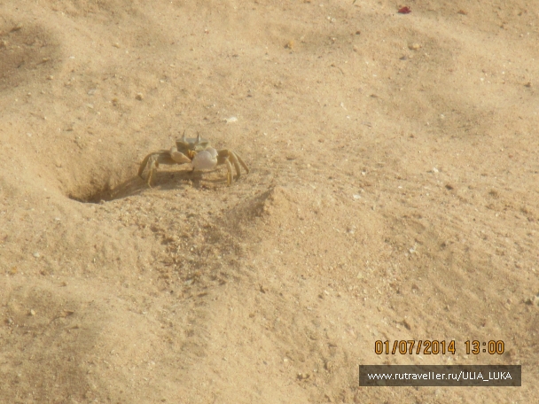 photo 795052