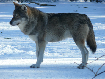 photo 553284