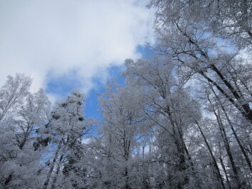 photo 582743