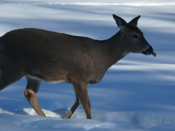photo 587185