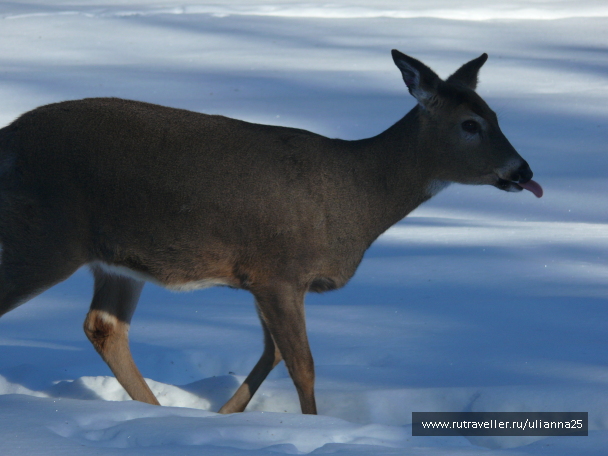 photo 587185