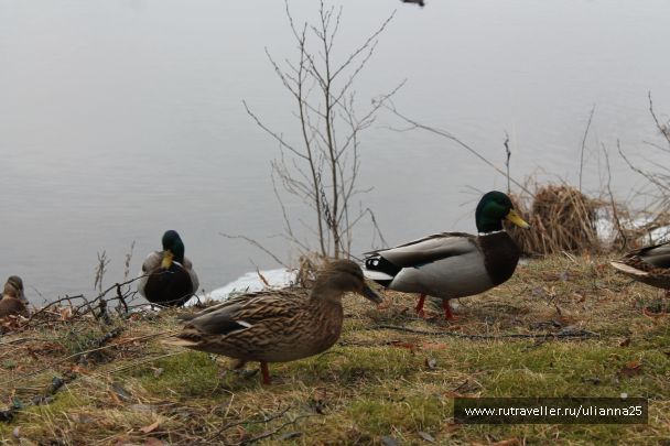 photo 679301