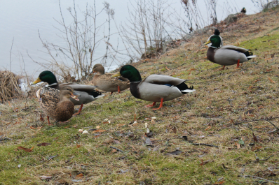photo 679302