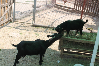 photo 577952
