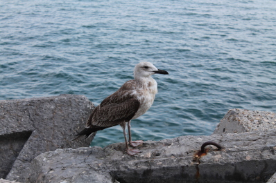 photo 578816