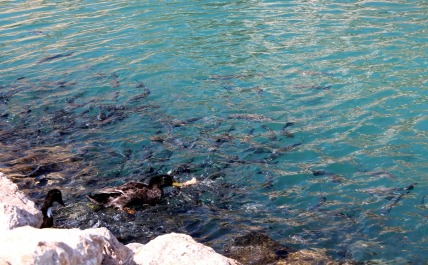 photo 1412455