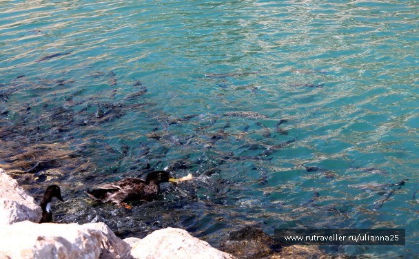 photo 1412455