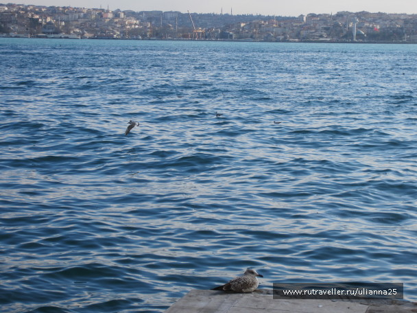 photo 575896