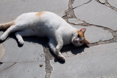 photo 1412507