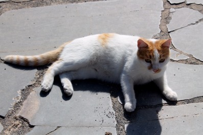 photo 1412508