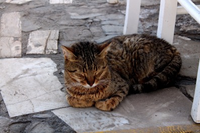 photo 1412509