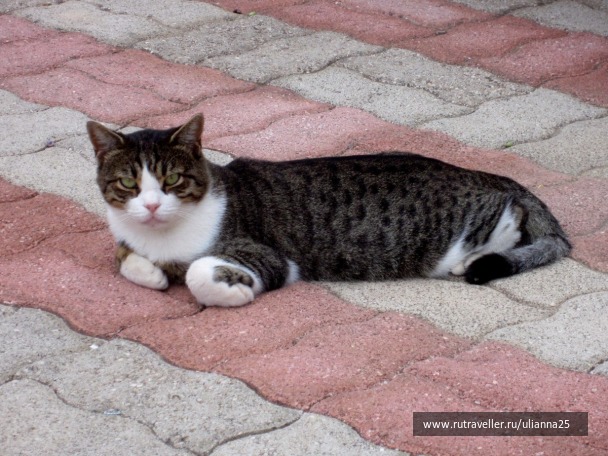 photo 1412510