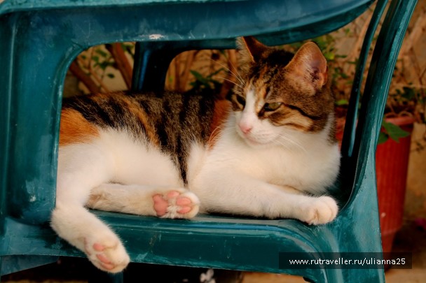 photo 1412511