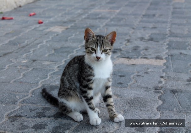 photo 1412515