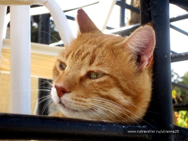 photo 1412517