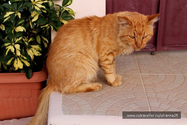 photo 1412524
