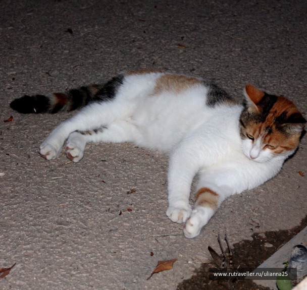 photo 1381639