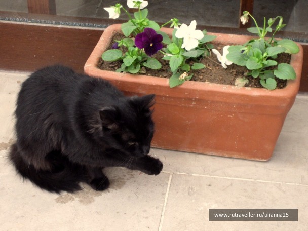photo 1381644