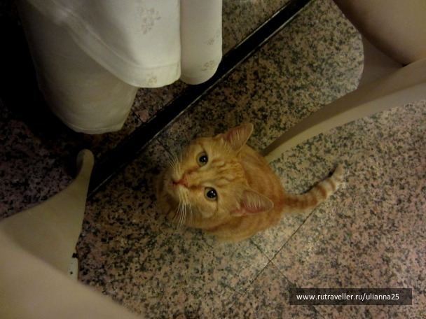 photo 1381646