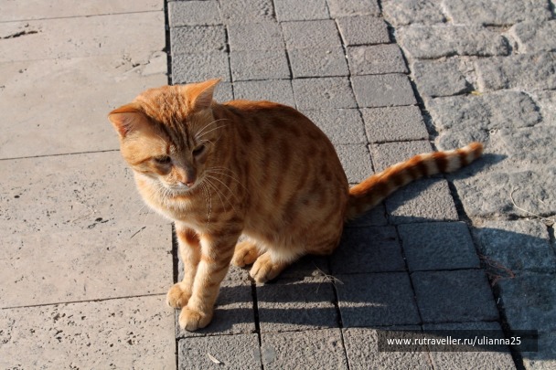 photo 1381654