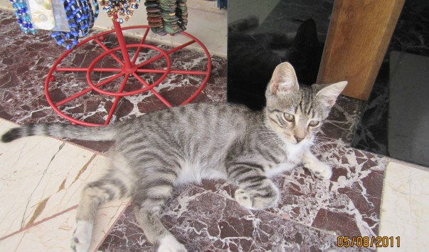 Турецкий котик.