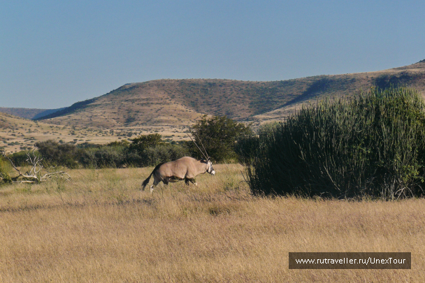 photo 988424