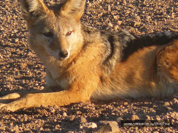 photo 988425