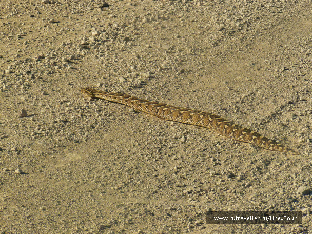 photo 988431