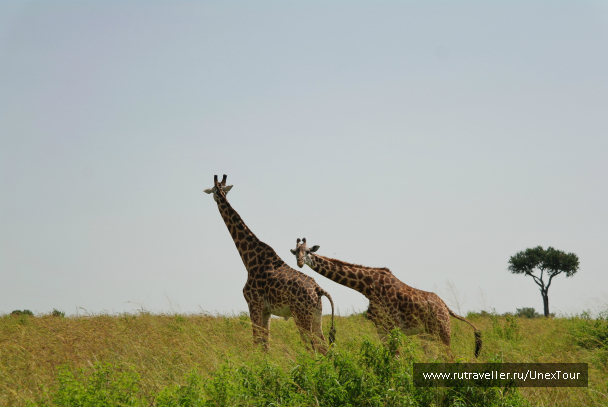 photo 992681
