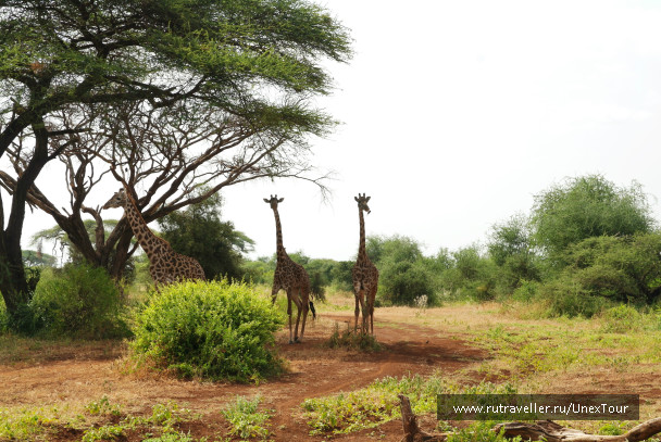 photo 992713