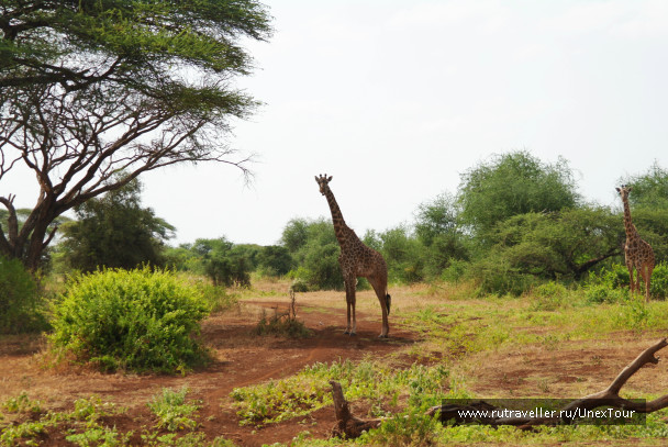 photo 992715