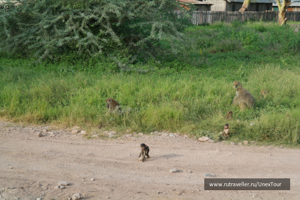photo 992729