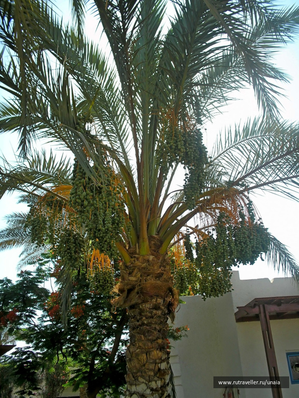 photo 207191