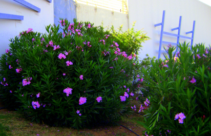 photo 627713